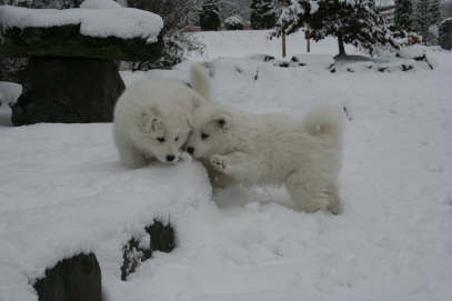 Icy and Canim are checking out the snow