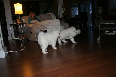 My two little helpers - Icy and Canim ;-)