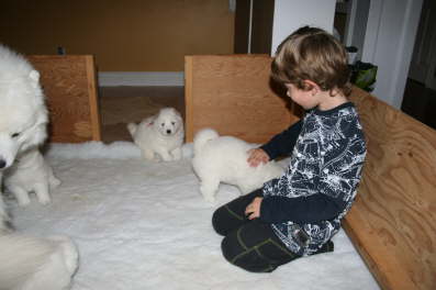 A guest in the whelping box