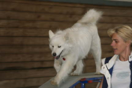 Agility Ayla April 09
