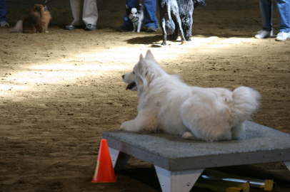 Agility Ayla April 09 (14)
