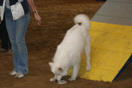 Agility Ayla April 09 (22)