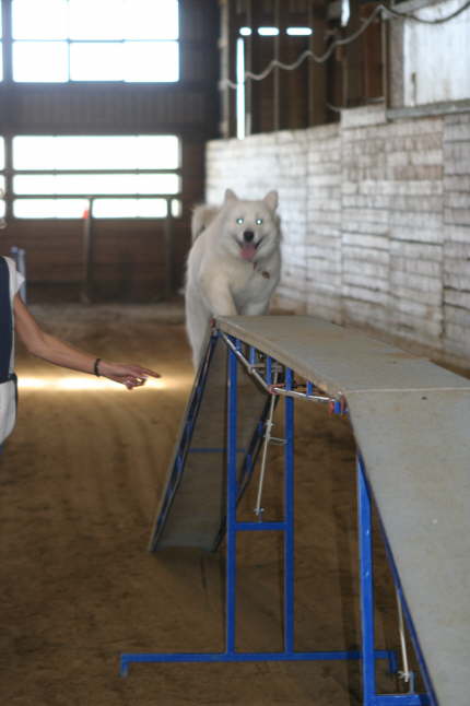 Agility Ayla April 09 (3)