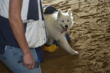 Agility Ayla April 09 (4)