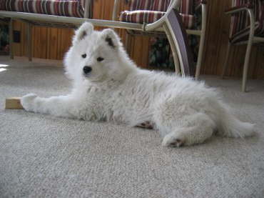 Arwin 9 weeks