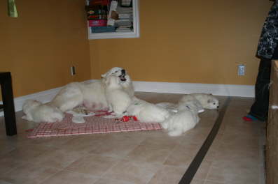 Ayla and her babies