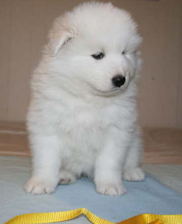 6 weeks young