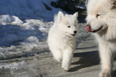 Canim and Duschka