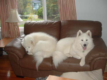 All grown up, now bigger than Kona, but still cuddling together.