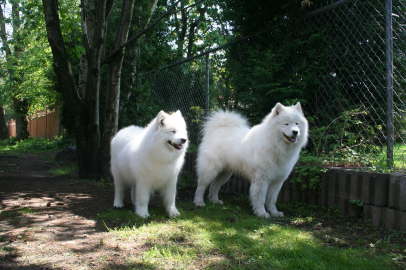 Duschka and Magnum