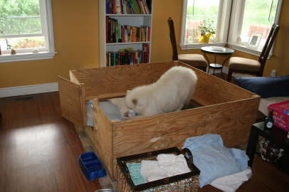Duschka before giving birth 004