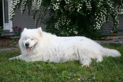 Duschka puppy birth June 10th, 09 003