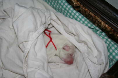 Duschka puppy birth June 10th, 09 032