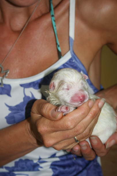 Duschka puppy birth June 10th, 09 035
