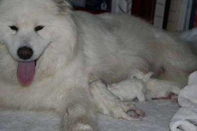 Duschka puppy birth June 10th, 09 056