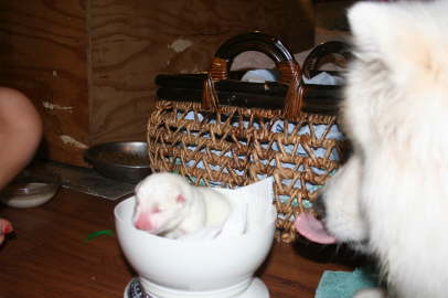 Duschka puppy birth June 10th, 09 091