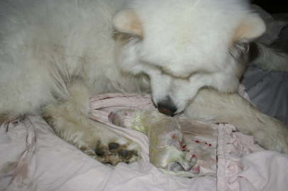 Duschka puppy birth June 10th, 09 101
