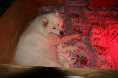 Duschka puppy birth June 10th, 09 108