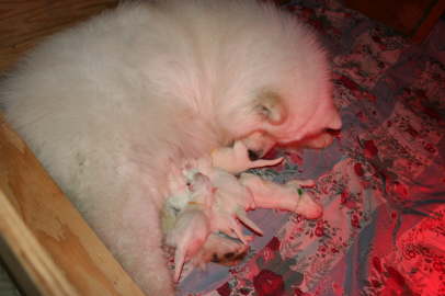 Duschka puppy birth June 10th, 09 109