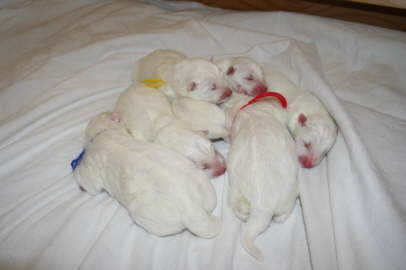 Duschka puppy birth June 10th, 09 112