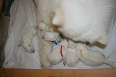 Duschka puppy birth June 10th, 09 117