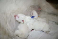 Blue  boy (1 day old)