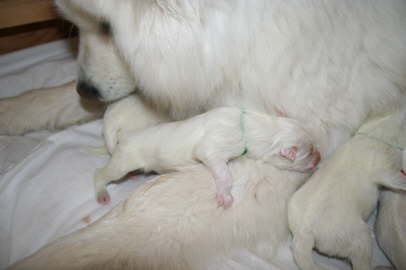 Duschka puppy birth June 10th, 09 122