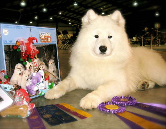 Congratulations to Roughdiamond's Casanova AKA Buddha. This very handsome boy earned his Can. Champion title on his second show. Way to boy, Buddy!