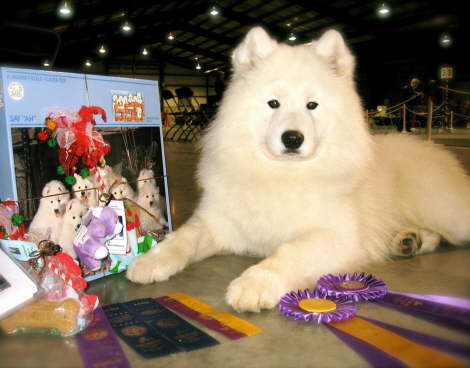 12 month old Casanova earned his Can. Champion titel on his second show in Chilliwack Dec. 13th, 2009