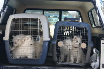 Icy howls: "Let's hit the road!"