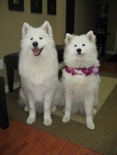 Zero and girlfriend Zora - Ready for a vacation!  Aloha!