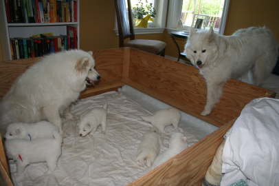 For the first time Duschka allows Ayla to come in the whelping box.