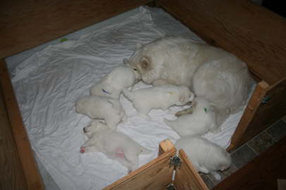 Ayla cleans the puppies