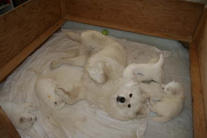Ayla is playing with the babies.