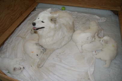 Ayla is soooo proud, that Duschka allowed her being in the whelping box.