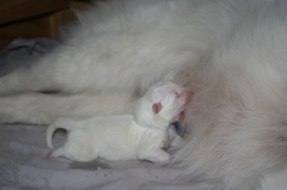 Puppy Birth Dec