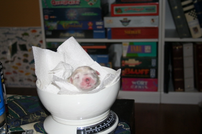 Puppy Birth Dec