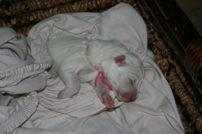 Puppy Birth Dec