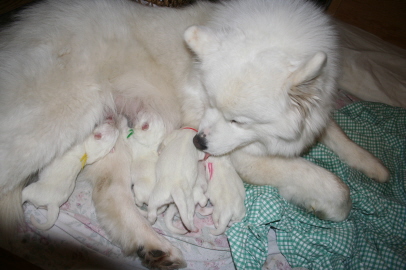 Puppy Birth Dec