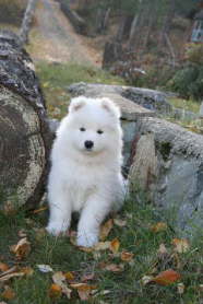 8 weeks old - just a day before his leaves to his new home.