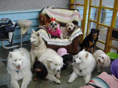 Samoyeds Connor  Kannan  Camino  Maggie