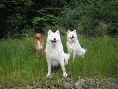 Pit, Zero, Zora (good posing ;-) )