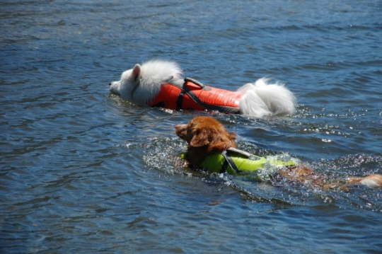 Roughdiamond's Boomer (Zero) likes swimming.