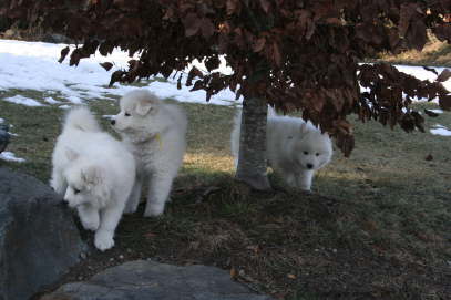 Three little fellows