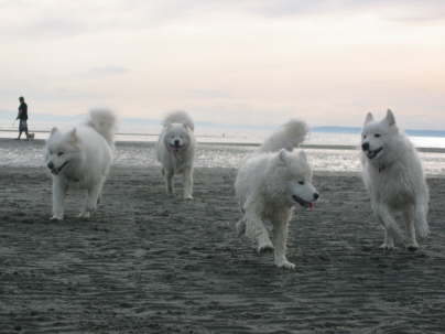 Duschka, Magnum, Casanova (4 month), Ayla