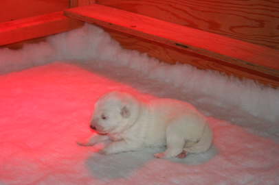 Yellow girl 7th day