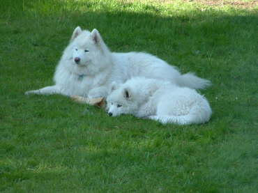 Taking a break from playing to have a cuddle together in the grass.