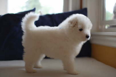 Check out the puppy gallery for the 