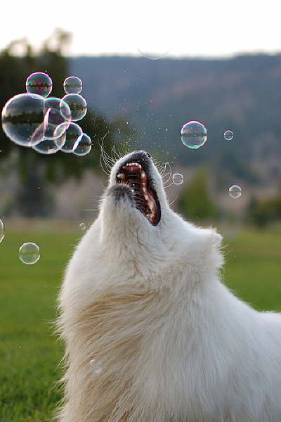 bubbles