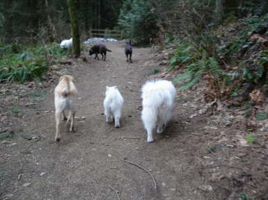 Another wonderful day with the pack.